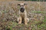 BOUVIER DES ARDENNES 176
